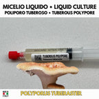 Polyporus tuberaster Liquid Culture | Pietra Fungaia Mushroom | Gourmet Cultivation LC