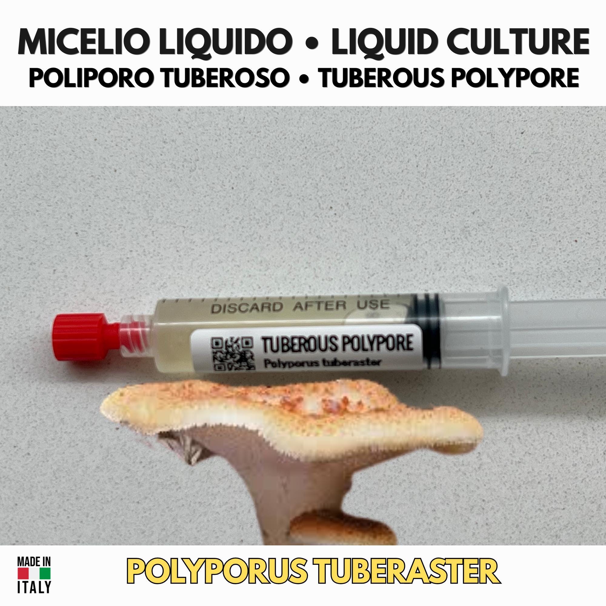 Polyporus tuberaster Liquid Culture | Pietra Fungaia Mushroom | Gourmet Cultivation LC