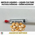Agaricus bisporus Brown Champignon Liquid Culture | Gourmet Mushroom Mycelium for Cultivation