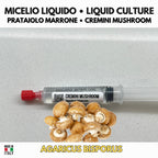 Agaricus bisporus Brown Champignon Liquid Culture | Gourmet Mushroom Mycelium for Cultivation