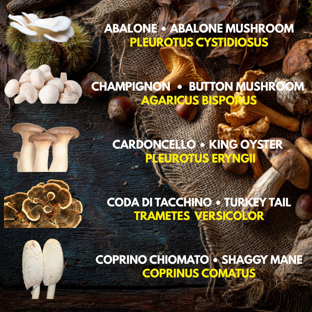 5  Liquid Culture Bundle | Gourmet Mushroom Cultures | 50+ Varieties Available | Premium Mycelium