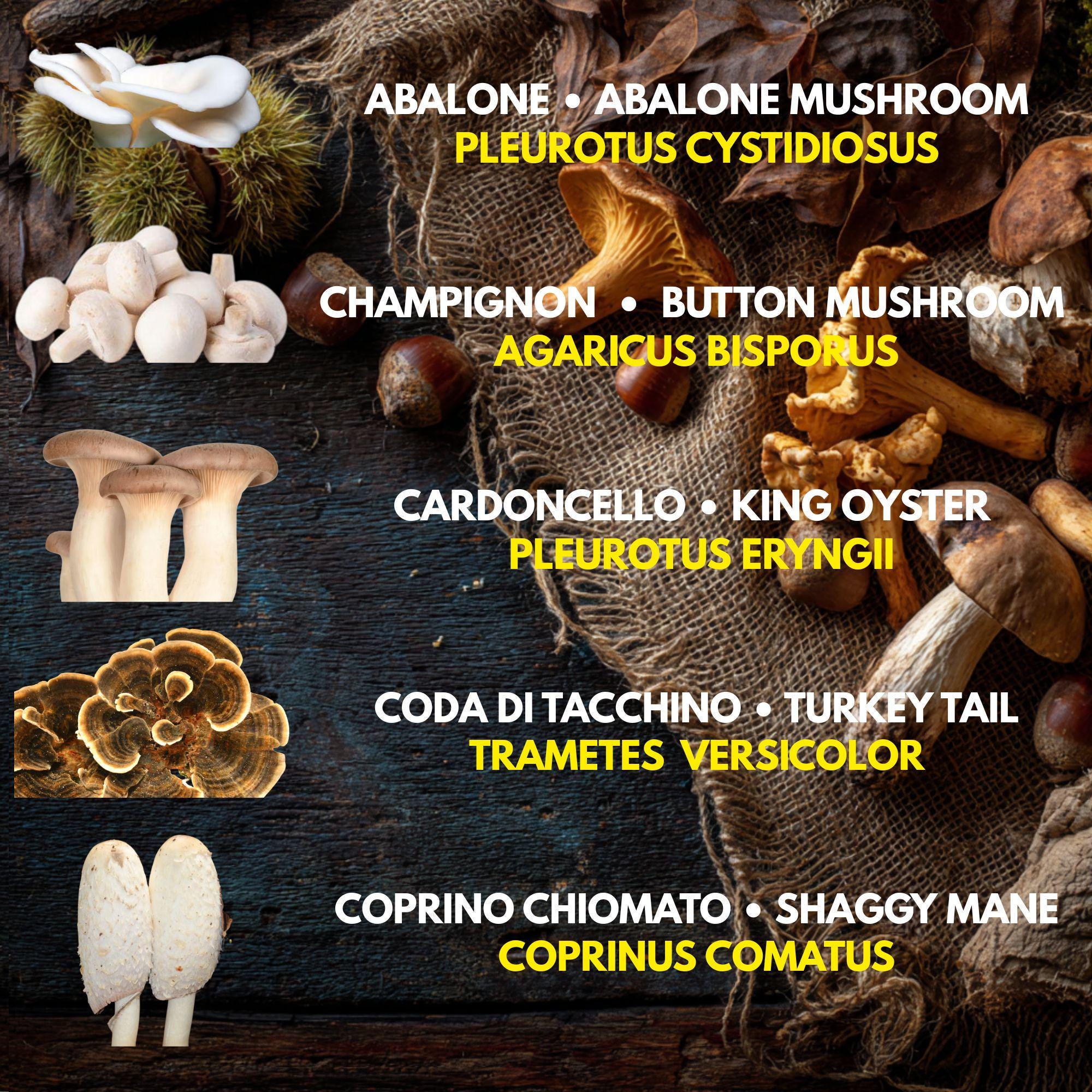 10 Liquid Culture Bundle | Gourmet Mushroom Cultures | 50+ Varieties Available | Premium Mycelium