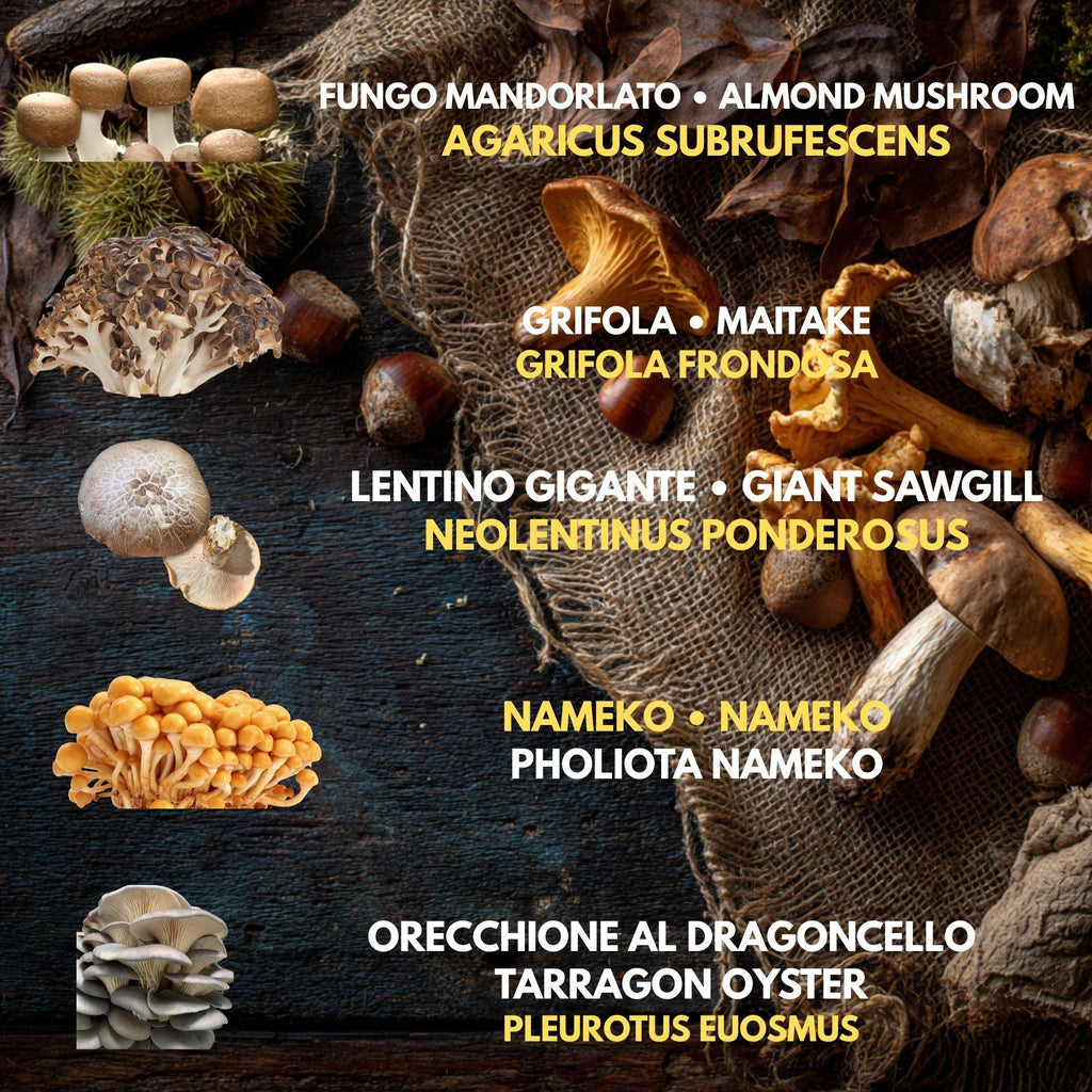 5  Liquid Culture Bundle | Gourmet Mushroom Cultures | 50+ Varieties Available | Premium Mycelium