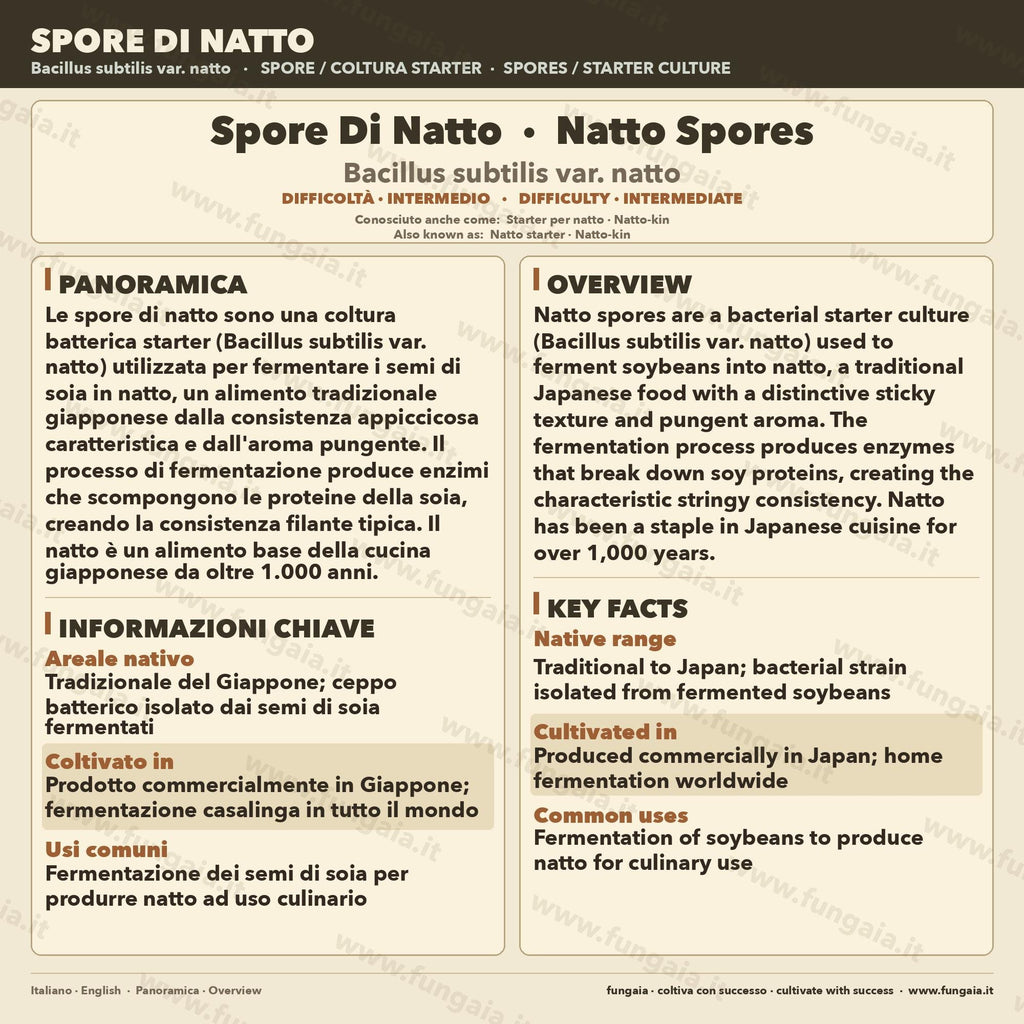 Spore Natto Bacillus subtilis – Slant Agar Fermentazione
