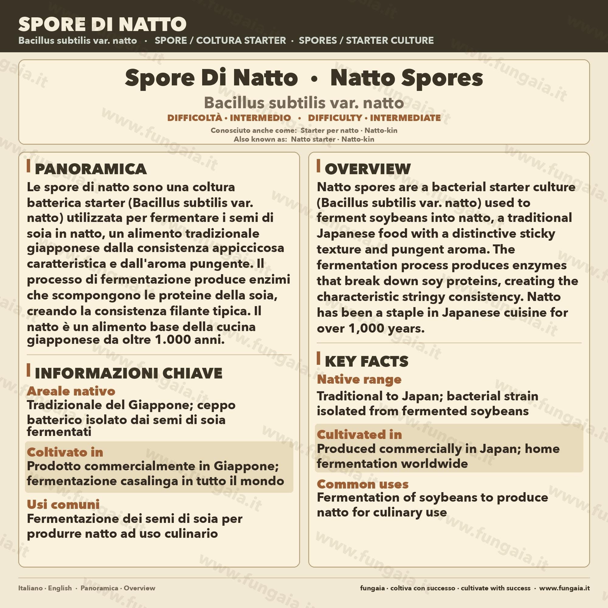 Spore Natto Bacillus subtilis – Slant Agar Fermentazione