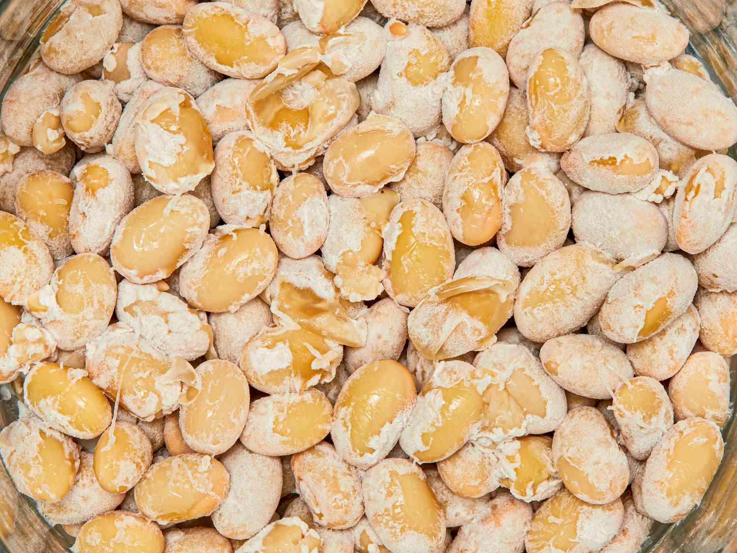 Spore Natto Bacillus subtilis – Slant Agar Fermentazione