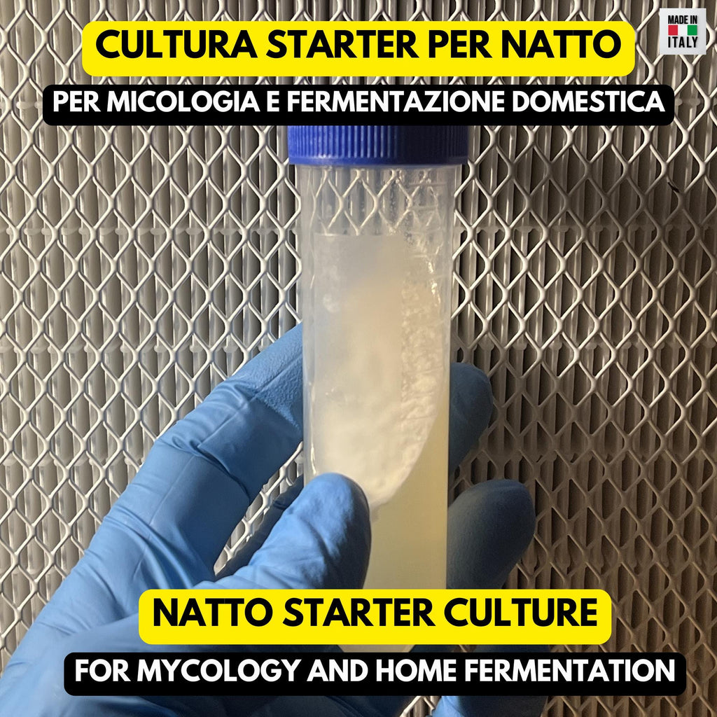 Spore Natto Bacillus subtilis – Slant Agar Fermentazione