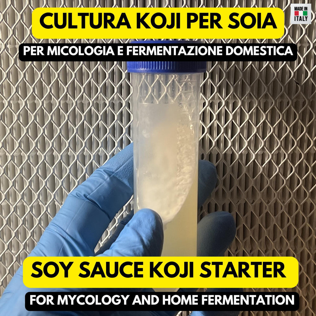 Aspergillus Sojae Slant Agar | Koji per Miso, Shoyu e Soia