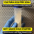 Aspergillus Sojae Slant Agar | Koji per Miso, Shoyu e Soia