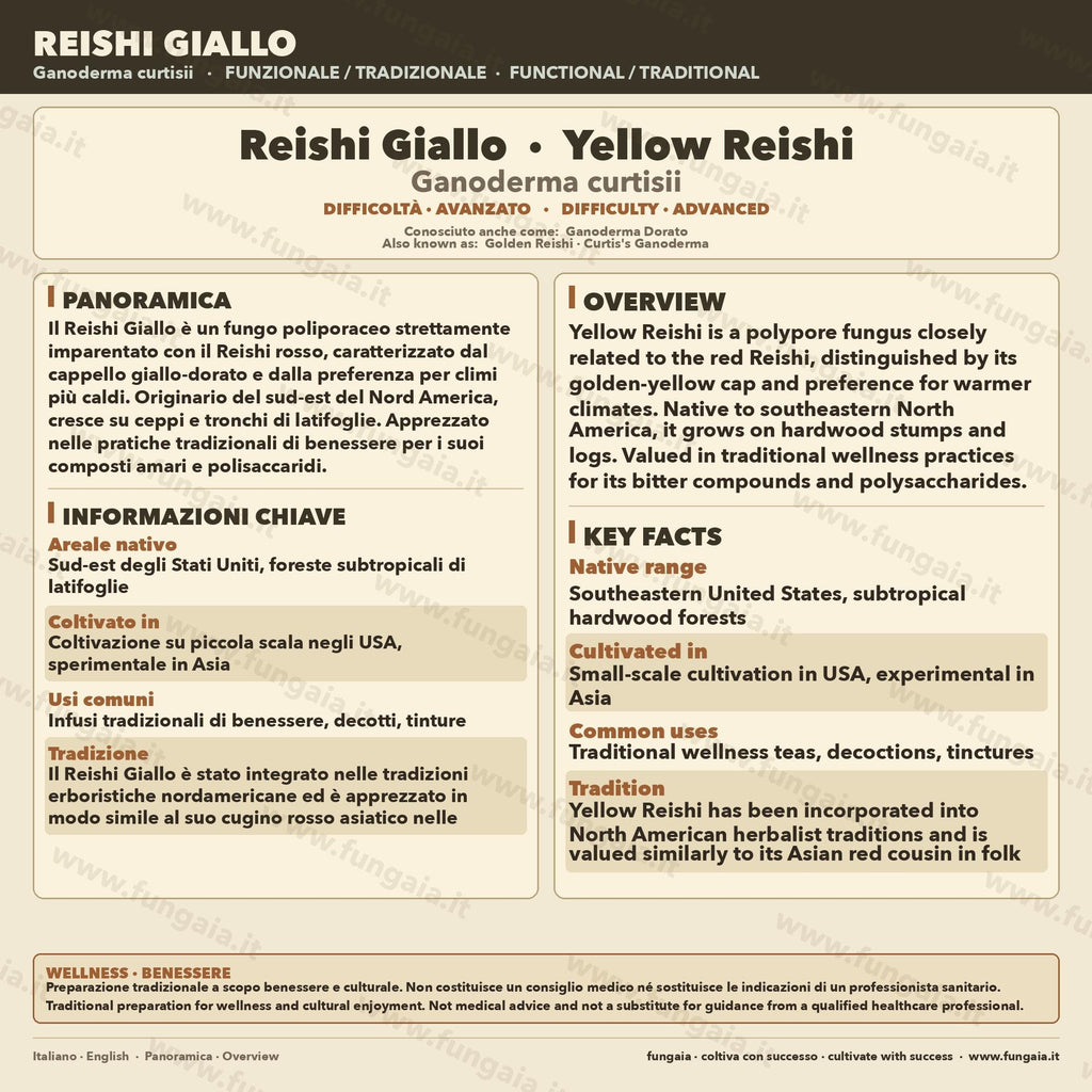 Reishi Giallo Ganoderma curtisii Coltura Liquida Micelio Premium
