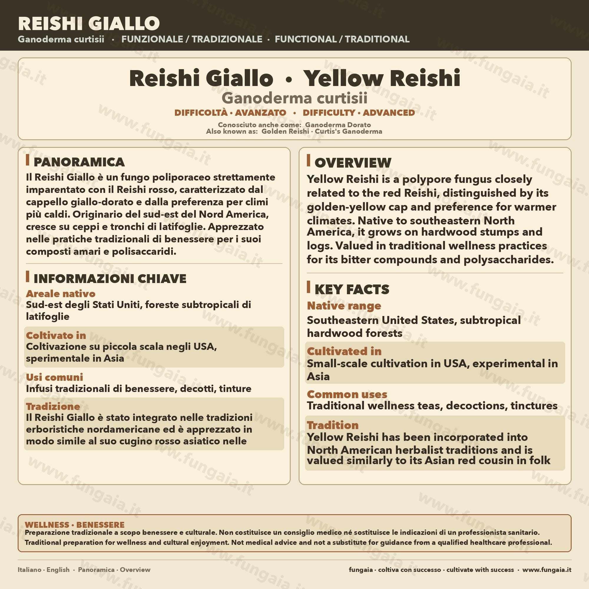 Reishi Giallo Ganoderma curtisii Coltura Liquida Micelio Premium