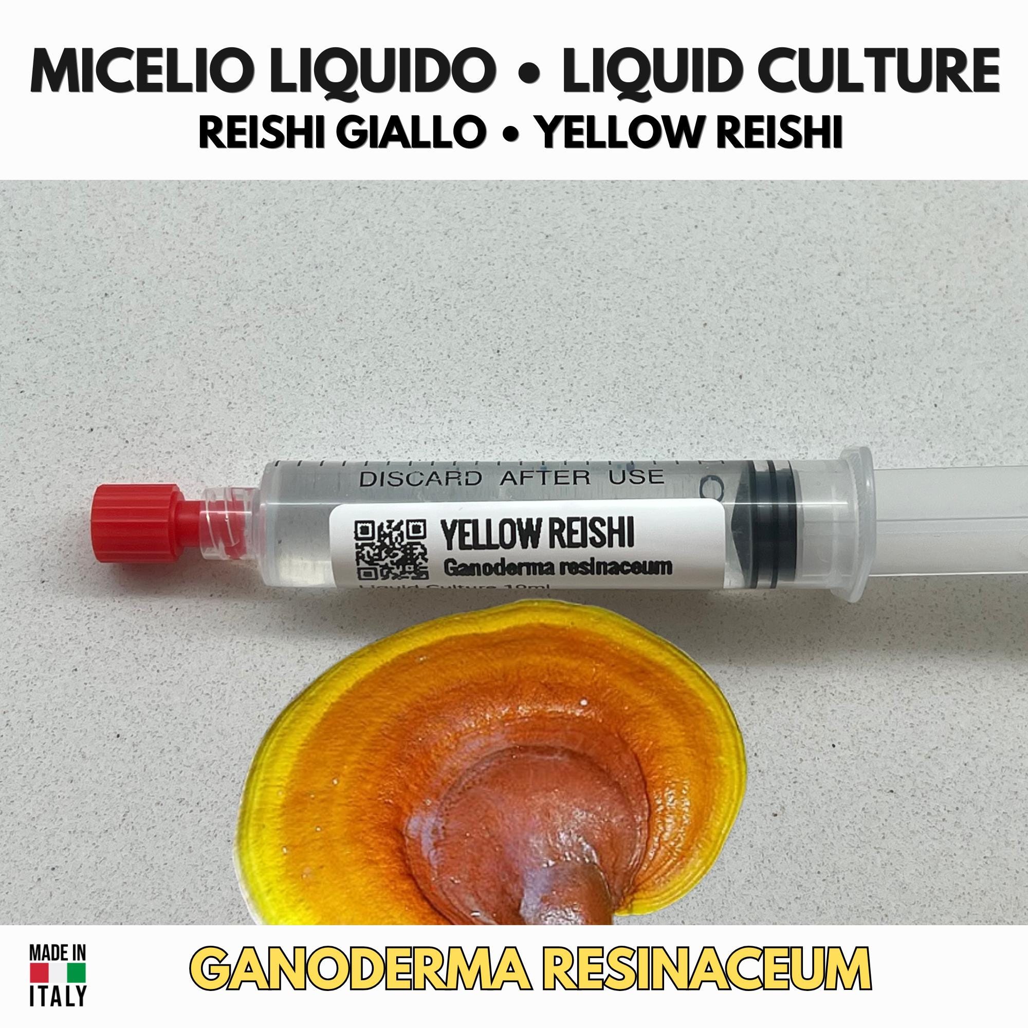 Reishi Giallo Ganoderma curtisii Coltura Liquida Micelio Premium