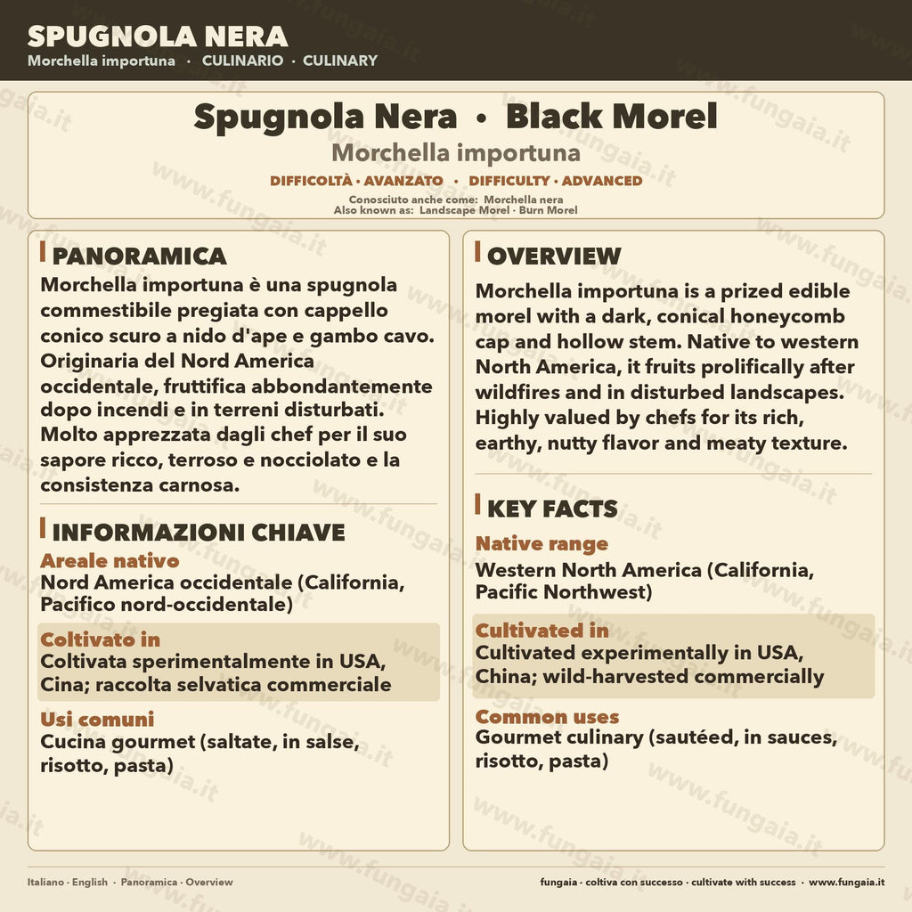 Morchella importuna Liquid Culture | Black Morel Mushroom Culture 10ml | Gourmet Cultivation