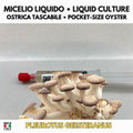 Pleurotus ostreatus Pocket Oyster — Liquid Culture 10ml