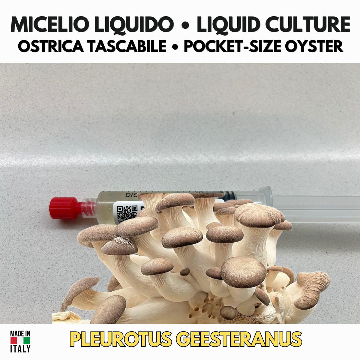 Pleurotus ostreatus Pocket Oyster — Liquid Culture 10ml