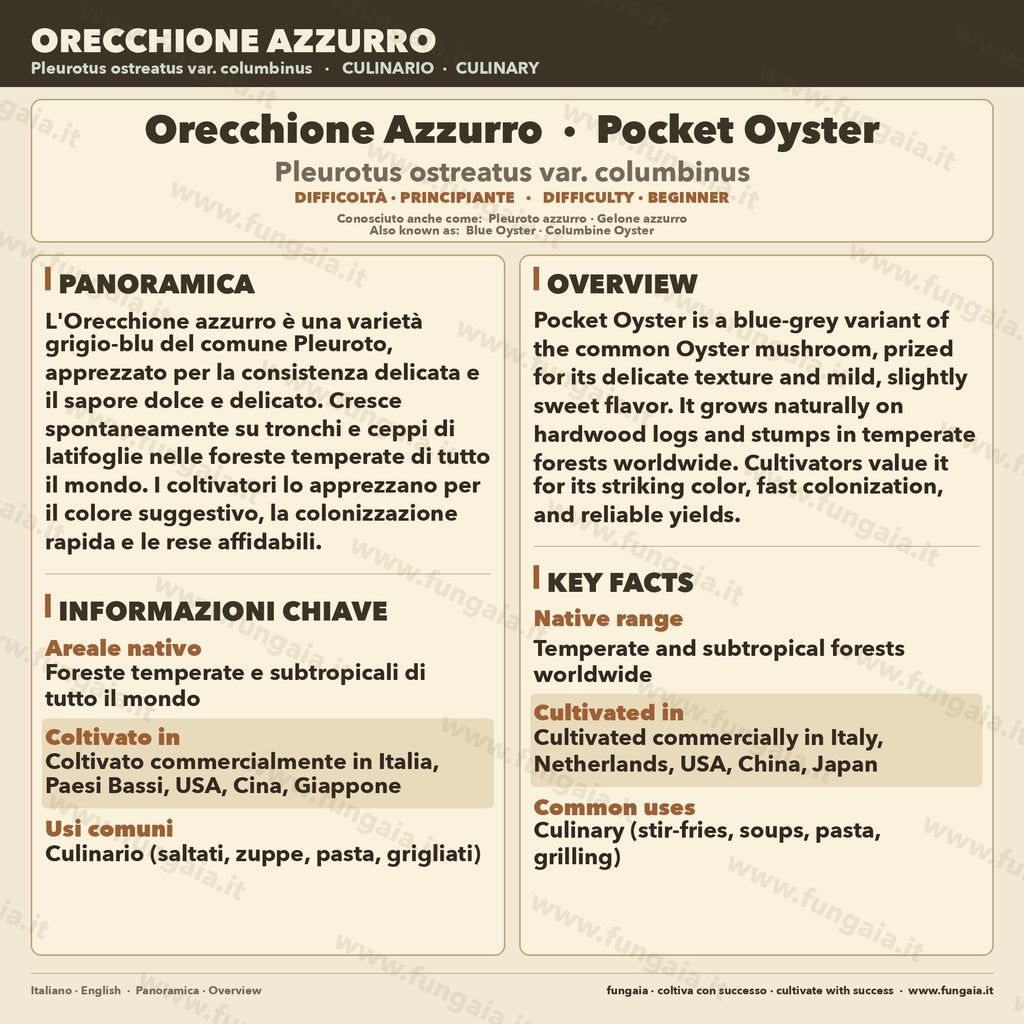 Pleurotus ostreatus Pocket Oyster — Liquid Culture 10ml
