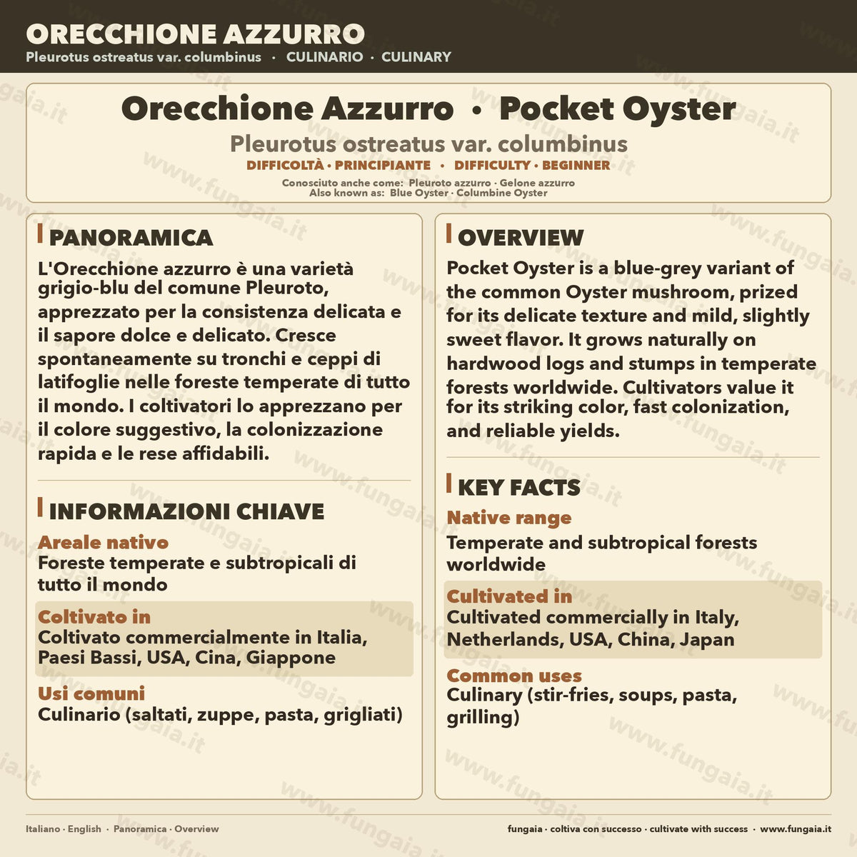 Pleurotus ostreatus Pocket Oyster — Liquid Culture 10ml
