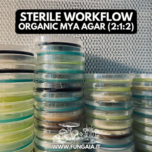 Agaricus bisporus Champignon Early-Stage Agar Plate | Premium Mycelium Culture for Gourmet Cultivation