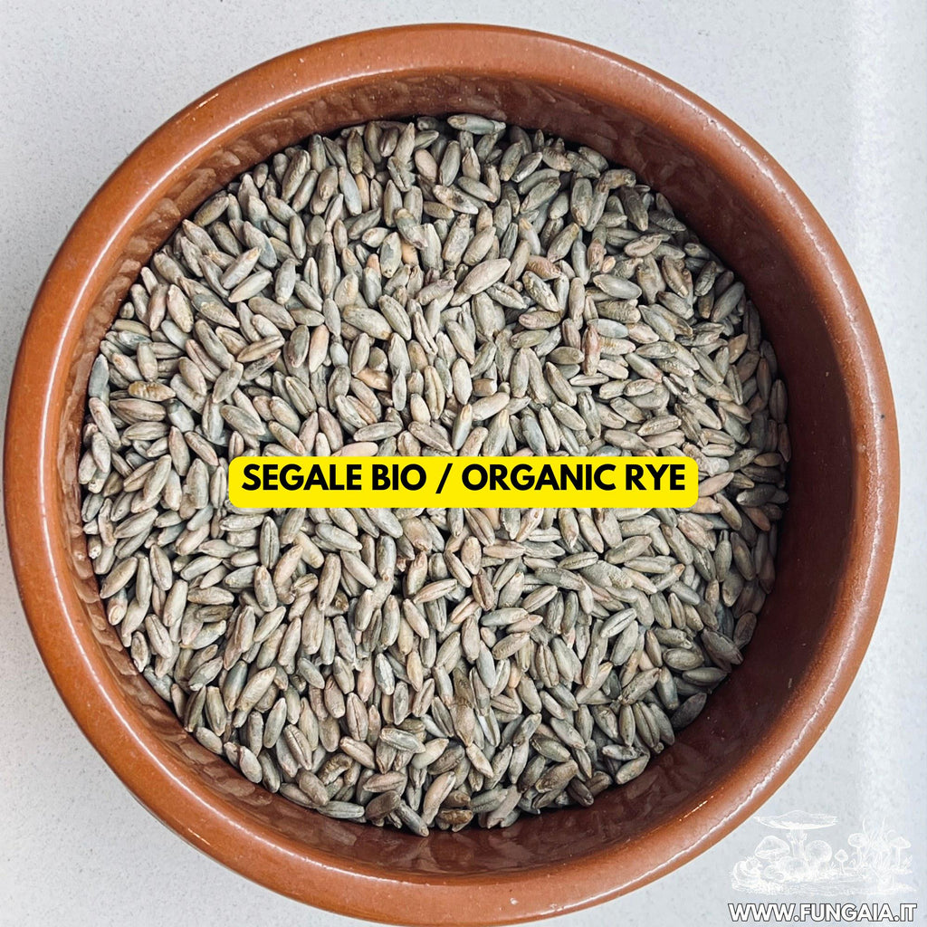Sterilized Rye Grain Spawn Jar 500g — 1L Bormioli