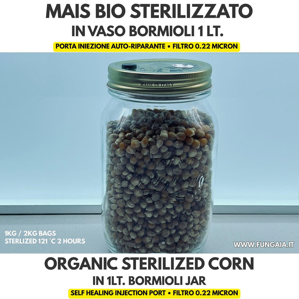 Sterilized Corn Grain Spawn Jar 500g — 1L Bormioli