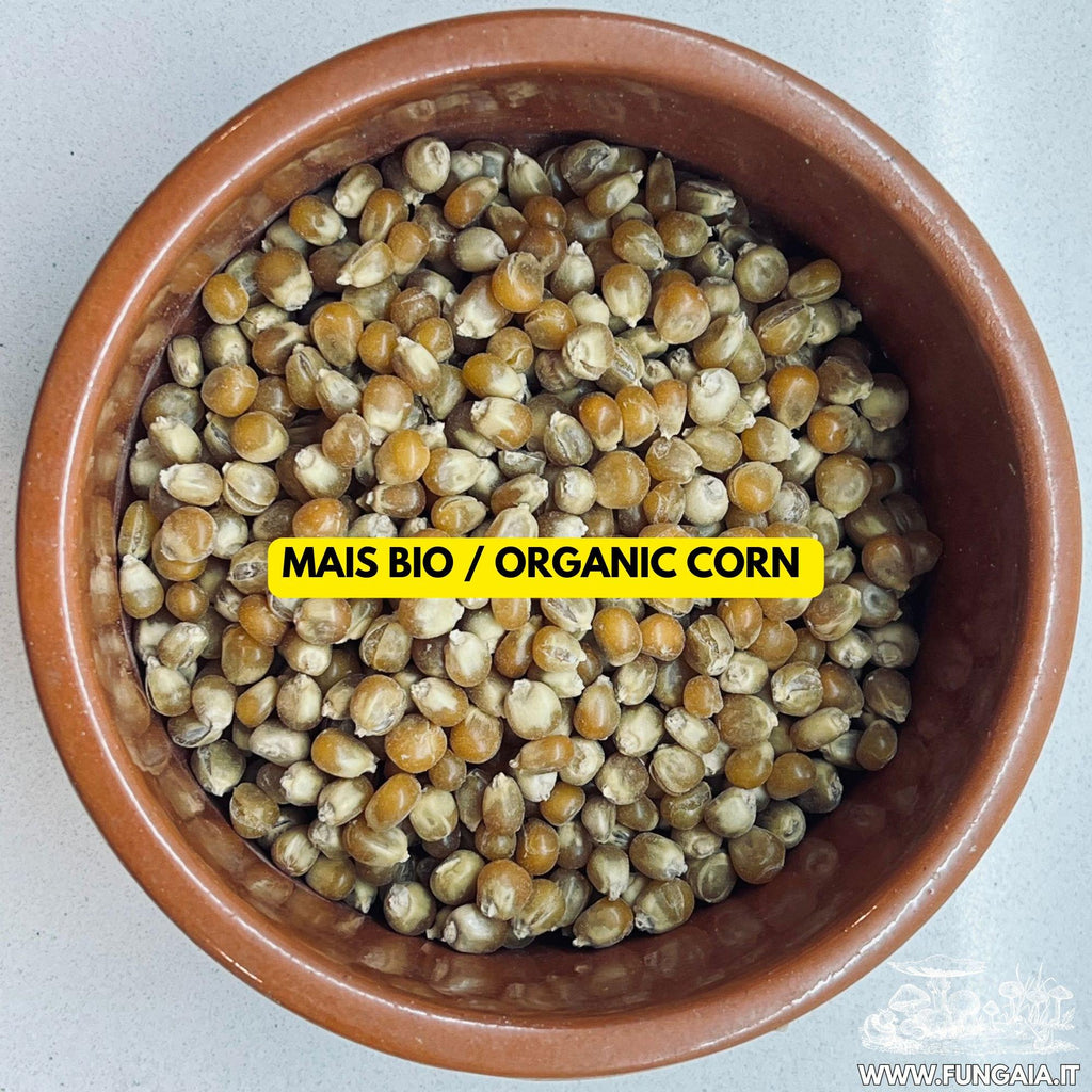 Sterilized Corn Grain Spawn Jar 500g — 1L Bormioli
