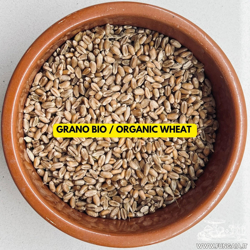Grano Bio Sterilizzato — Vaso Bormioli 1L