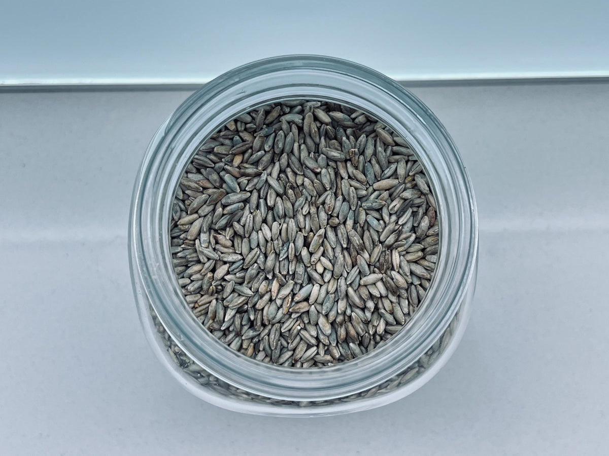 Sterilized Rye Grain Spawn Jar 500g — 1L Bormioli