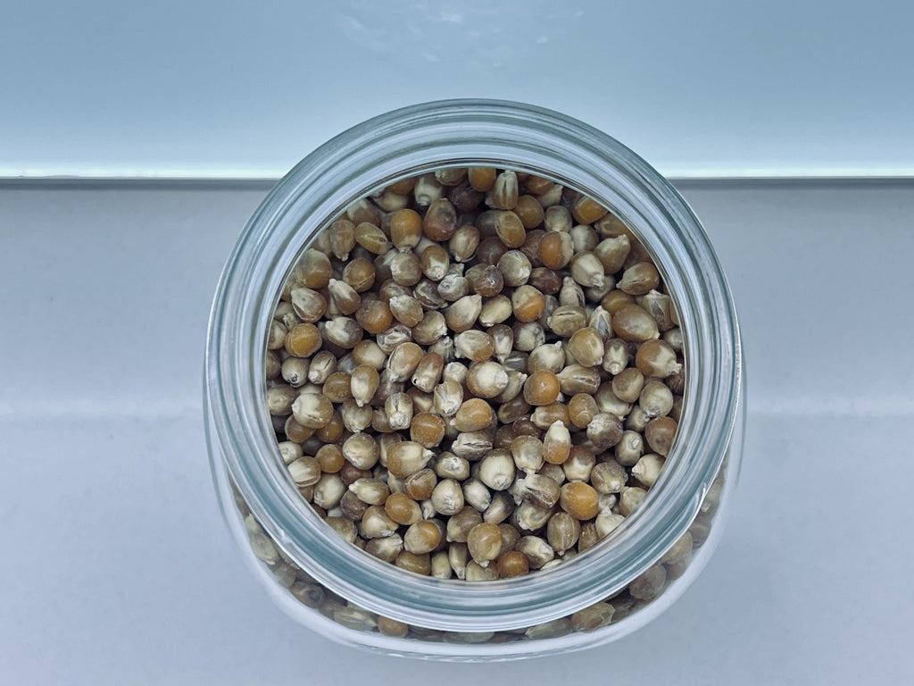 Sterilized Corn Grain Spawn Jar 500g — 1L Bormioli