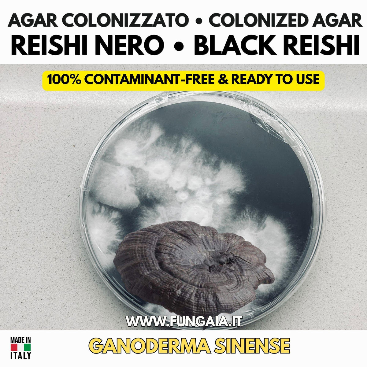 Ganoderma sinense Black Reishi Colonized Agar Plate | Live Mycelium Petri Dish for Gourmet Cultivation