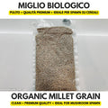 Organic millet grain for mushroom spawn