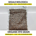Organic rye grain for mushroom spawn