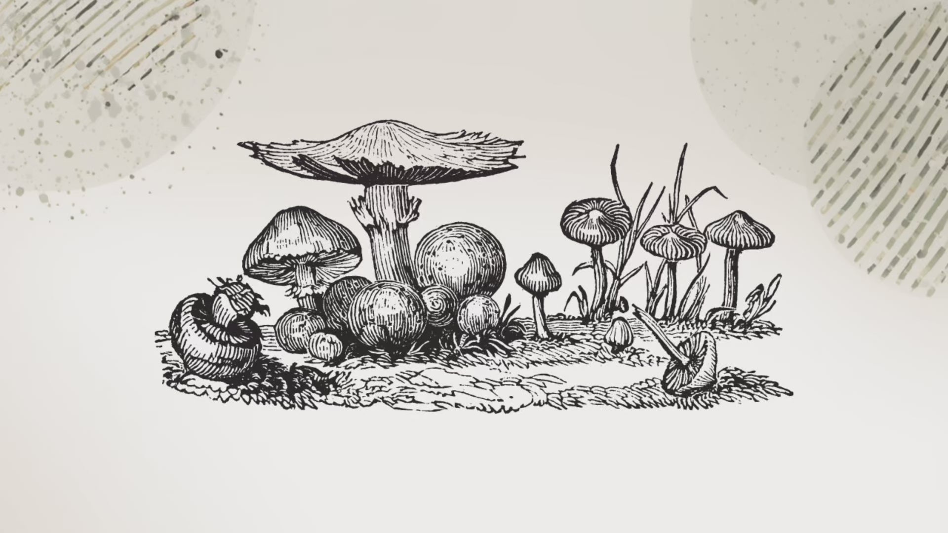 10 Piastre Petri Nere al Carbone | Agar DME Destrosio Lievito | Parafilm Incluso | Micologia | Coltura Funghi Sterile